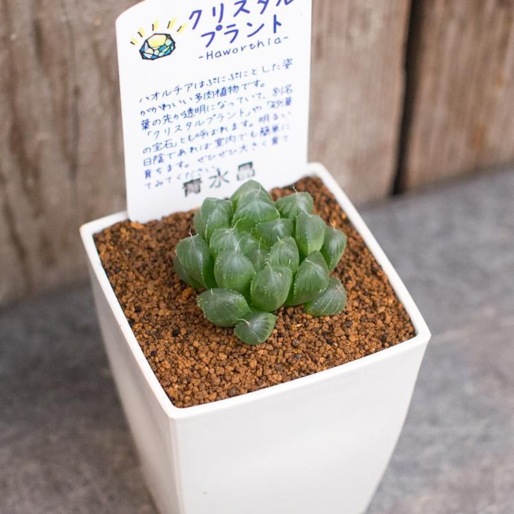 人気のハオルチア 青水晶などの多肉植物を通信販売 国内最大級のガーデンセンター The Farm Universal から人気の観葉植物 希少な塊根 植物 珍しい多肉植物をお届けします