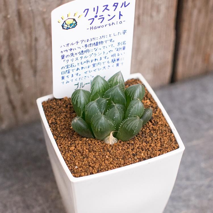 人気のハオルチア ブルーレンズなどの多肉植物を通信販売 国内最大級のガーデンセンター The Farm Universal から人気の観葉植物 希少な塊根植物 珍しい多肉植物をお届けします 人気のハオルチア ブルーレンズなどの多肉植物を通信販売 国内最大級のガーデンセンター The Farm Universal から人気の観葉植物 希少な塊根植物 珍しい多肉植物をお届けします