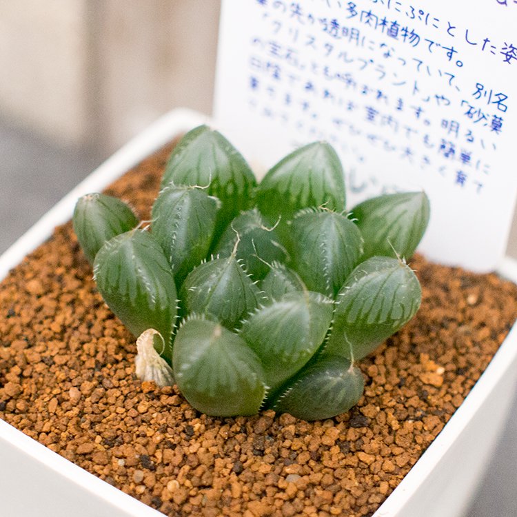 人気のハオルチア ブルーレンズなどの多肉植物を通信販売 - 国内最大級のガーデンセンター「the Farm UNIVERSAL」から人気の観葉植物 、希少な塊根植物、珍しい多肉植物をお届けします。