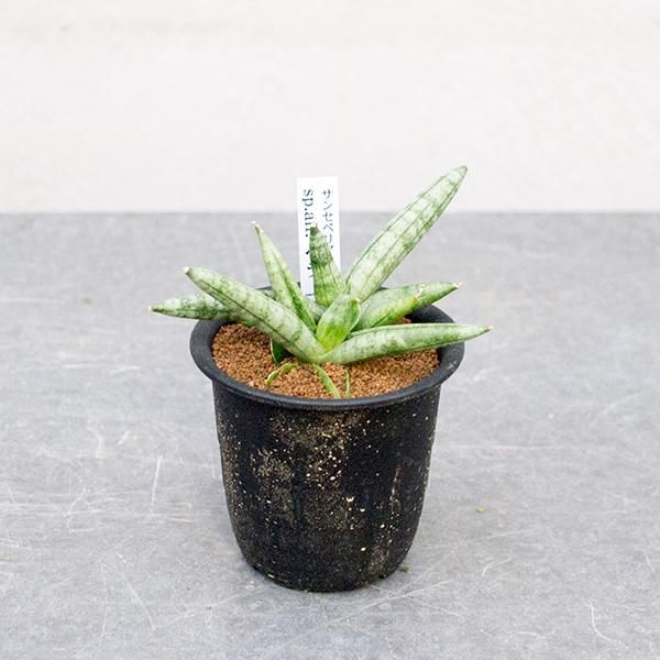 サンセベリア美種 Sp Aff ベラの通信販売 ネットショップ 観葉植物 多肉植物 塊根植物の通販 ネットショップの The Farm Universal Online Store サンセベリア美種 Sp Aff ベラの通信販売 ネットショップ 観葉植物 多肉植物 塊根植物の通販 ネットショップの The Farm Universal Online Store