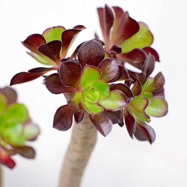 アエオニウム 黒法師の通信販売 ネットショップ 観葉植物 多肉植物 塊根植物の通販 ネットショップの The Farm Universal Online Store アエオニウム 黒法師の通信販売 ネットショップ 観葉植物 多肉植物 塊根植物の通販 ネットショップの The Farm Universal Online Store