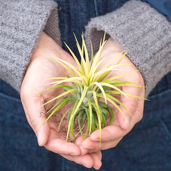 チランジア イオナンタ ドルイド - 観葉植物・多肉植物・塊根植物の