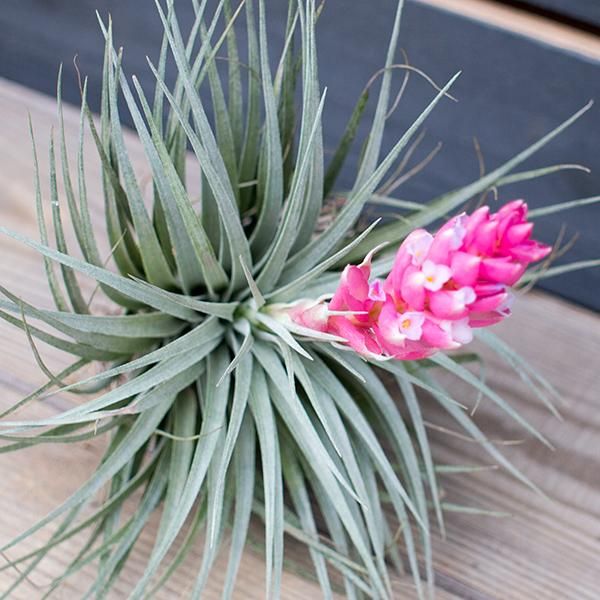 チランジア コットンキャンディ 観葉植物 多肉植物 塊根植物の通販 ネットショップ The Farm Universal Online Store チランジア コットンキャンディ 観葉植物 多肉植物 塊根植物の通販 ネットショップ The Farm Universal Online Store