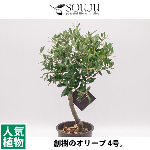 創樹のオリーブの通信販売・ネットショップ｜観葉植物・多肉植物、塊根植物の通販・ネットショップの『the Farm UNIVERSAL ONLINE  STORE』