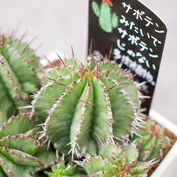 ユーフォルビア ポリゴナの通信販売 ネットショップ 観葉植物 多肉植物 塊根植物の通販 ネットショップの The Farm Universal Online Store ユーフォルビア ポリゴナの通信販売 ネットショップ 観葉植物 多肉植物 塊根植物の通販 ネットショップの The Farm Universal Online Store