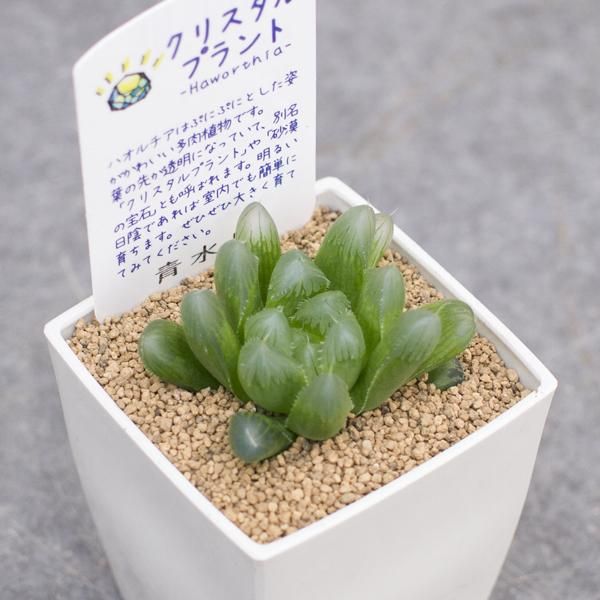 ハオルチア 青水晶の通信販売 ネットショップ 観葉植物 多肉植物 塊根植物の通販 ネットショップの The Farm Universal Online Store