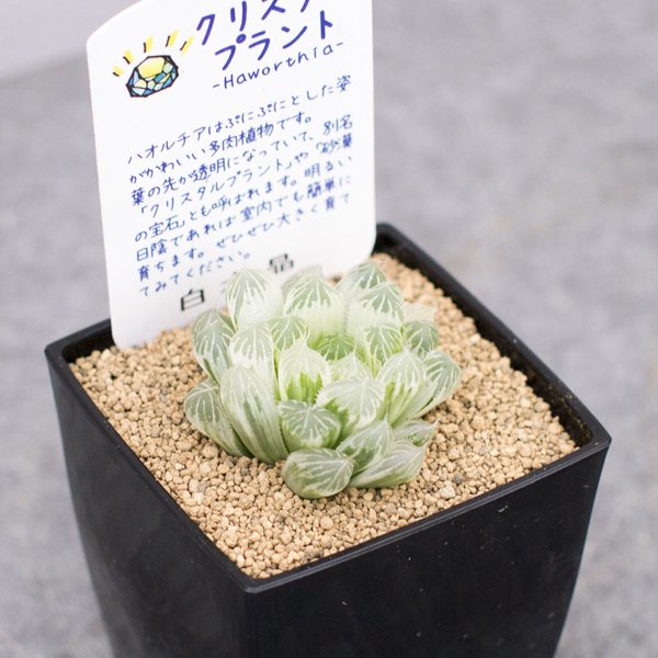 ハオルチア 白水晶の通信販売・ネットショップ｜観葉植物・多肉植物、塊根植物の通販・ネットショップの『the Farm UNIVERSAL ONLINE  STORE』