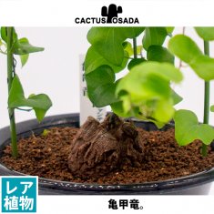 ステファニア ハヤタ 6号（EN000202） - 観葉植物・多肉植物・塊根植物の通販・ネットショップ｜the Farm UNIVERSAL  ONLINE STORE