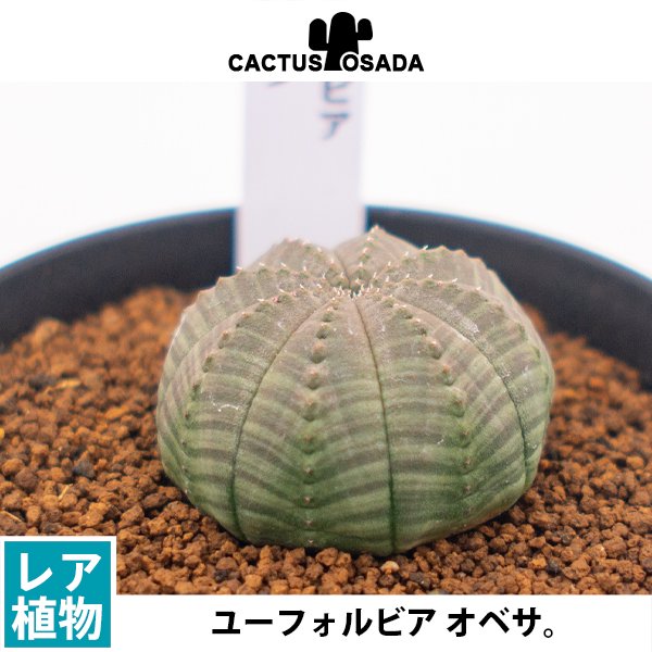 ユーフォルビア オベサの通信販売・ネットショップ｜観葉植物・多肉植物、塊根植物の通販・ネットショップの『the Farm UNIVERSAL  ONLINE STORE』