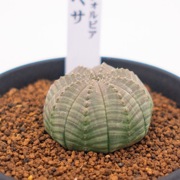 ユーフォルビア オベサの通信販売・ネットショップ｜観葉植物・多肉植物、塊根植物の通販・ネットショップの『the Farm UNIVERSAL  ONLINE STORE』