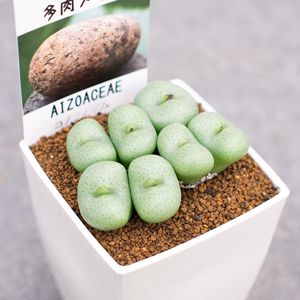 コノフィツムの通信販売・ネットショップ｜観葉植物・多肉植物、塊根