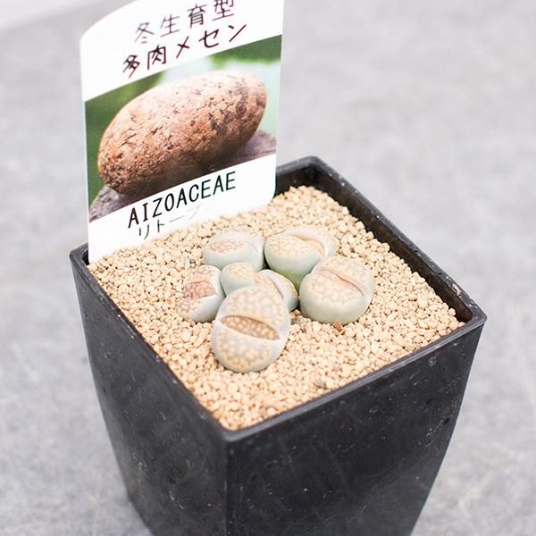 リトープスの通信販売 ネットショップ 観葉植物 多肉植物 塊根植物の通販 ネットショップの The Farm Universal Online Store