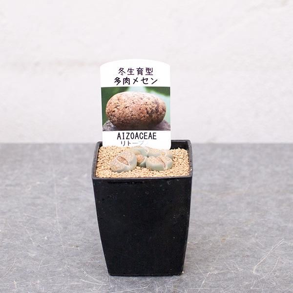 リトープスの通信販売 ネットショップ 観葉植物 多肉植物 塊根植物の通販 ネットショップの The Farm Universal Online Store リトープスの通信販売 ネットショップ 観葉植物 多肉植物 塊根植物の通販 ネットショップの The Farm Universal Online Store