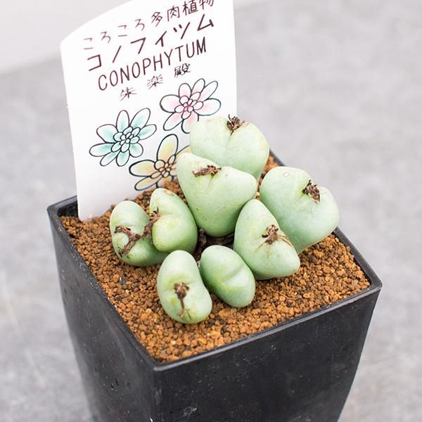 コノフィツム ヤンギー コノフィツム ヤンギ