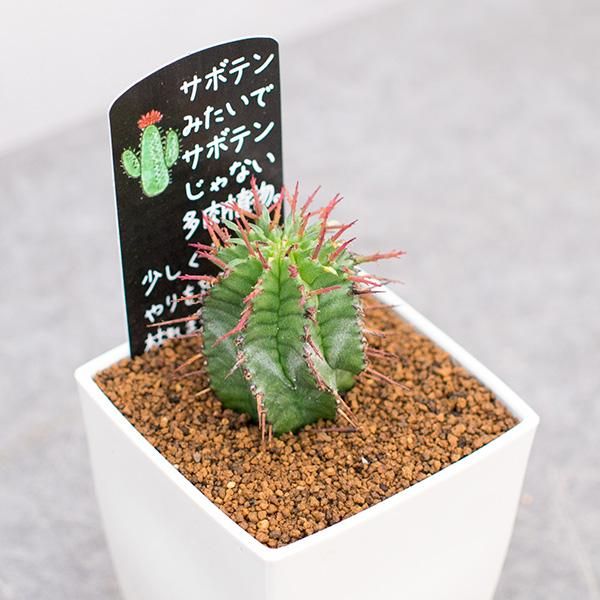 ユーフォルビア ポリゴナの通信販売 ネットショップ 観葉植物 多肉植物 塊根植物の通販 ネットショップの The Farm Universal Online Store