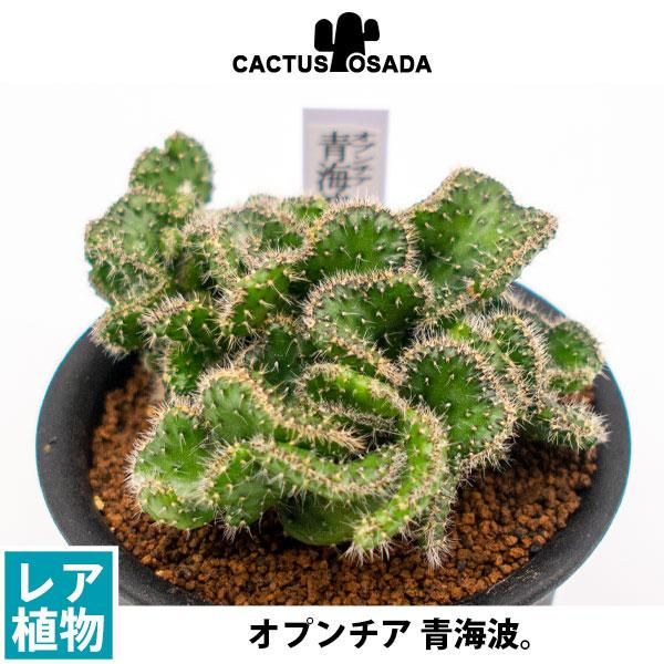 オプンチア ランセオラータ綴化 青海波の通信販売 ネットショップ 観葉植物 多肉植物 塊根植物の通販 ネットショップの The Farm Universal Online Store オプンチア ランセオラータ綴化 青海波の通信販売 ネットショップ 観葉植物 多肉植物 塊根植物の通販 ネットショップの The Farm Universal Online Store