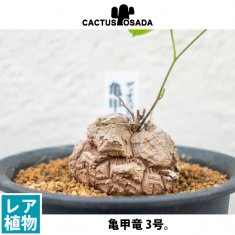 パキポディウム 伊藤ハイブリッドの通信販売・ネットショップ｜観葉植物・多肉植物、塊根植物の通販・ネットショップの『the Farm UNIVERSAL  ONLINE STORE』