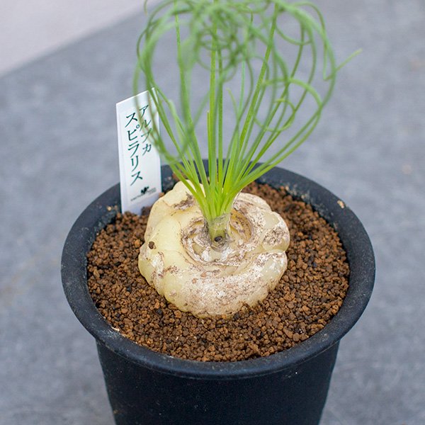 アルプカ　スピラリス　レア　観葉植物アルプカスピラリス