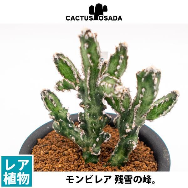 モンビレア 残雪の峰の通信販売 ネットショップ 観葉植物 多肉植物 塊根植物の通販 ネットショップの The Farm Universal Online Store