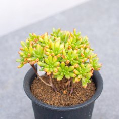 レアな多肉植物の通信販売・ネットショップ｜観葉植物・多肉植物、塊根植物の通販・ネットショップの『the Farm UNIVERSAL ONLINE  STORE』