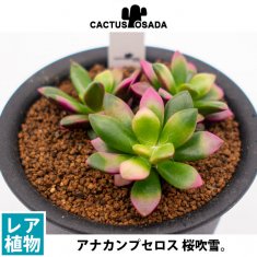 レアな多肉植物の通信販売・ネットショップ｜観葉植物・多肉植物、塊根植物の通販・ネットショップの『the Farm UNIVERSAL ONLINE  STORE』