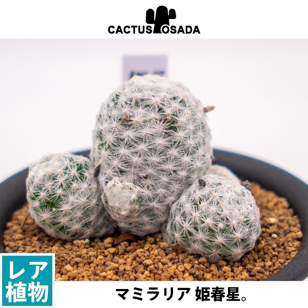 マミラリア 姫春星の通信販売・ネットショップ｜観葉植物・多肉植物、塊根植物の通販・ネットショップの『the Farm UNIVERSAL ONLINE  STORE』