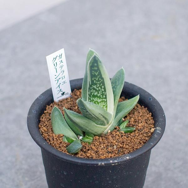 ガステラロエ グリーンアイスの通信販売 ネットショップ 観葉植物 多肉植物 塊根植物の通販 ネットショップの The Farm Universal Online Store ガステラロエ グリーンアイスの通信販売 ネットショップ 観葉植物 多肉植物 塊根植物の通販 ネットショップの The Farm Universal Online Store
