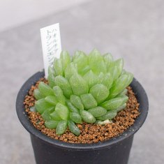 商品検索 - 観葉植物・多肉植物・塊根植物の通販・ネットショップ｜the Farm UNIVERSAL ONLINE STORE