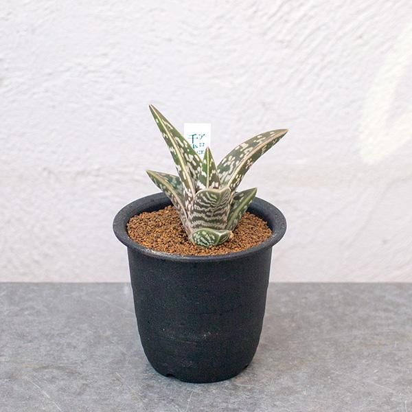 超絶希少！多肉植物シリーズ・アロエ属・千代田の光inわけけのお店