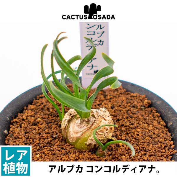 アルブカ コンコルディアナの通信販売・ネットショップ｜観葉植物