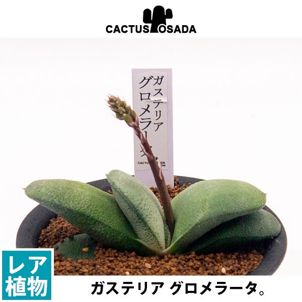 ガステリア グロメラータの通信販売・ネットショップ｜観葉植物・多肉植物、塊根植物の通販・ネットショップの『the Farm UNIVERSAL  ONLINE STORE』