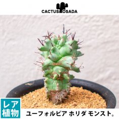 テフロカクタス サブテラネアの通信販売・ネットショップ｜観葉植物・多肉植物、塊根植物の通販・ネットショップの『the Farm UNIVERSAL  ONLINE STORE』