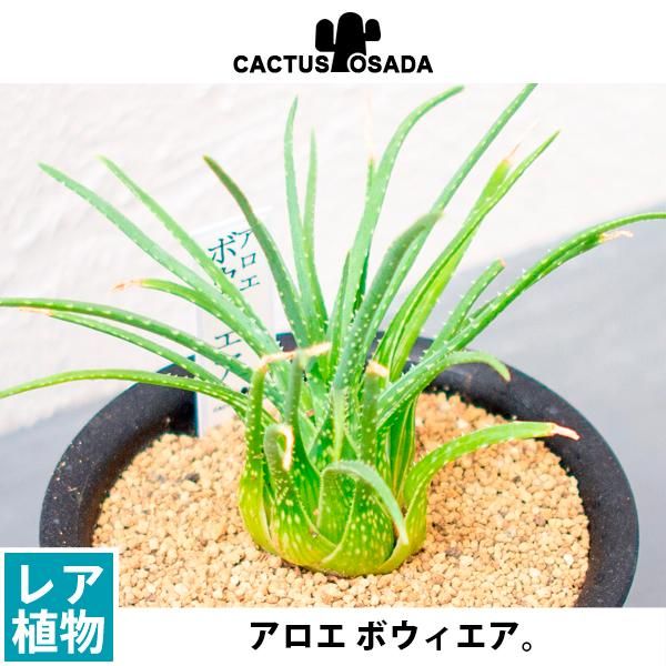 アロエ ボウィエアの通信販売 ネットショップ 観葉植物 多肉植物 塊根植物の通販 ネットショップの The Farm Universal Online Store