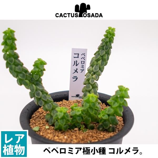 ペペロミア極小種 コルメラの通信販売 ネットショップ 観葉植物 多肉植物 塊根植物の通販 ネットショップの The Farm Universal Online Store