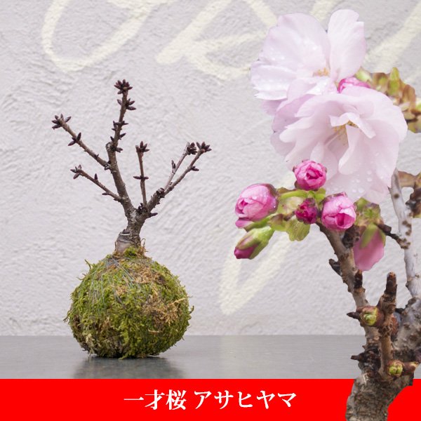 一才桜 旭山（アサヒヤマ）の通信販売・ネットショップ｜観葉植物