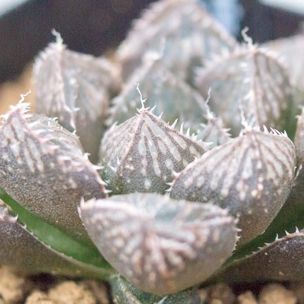 人気のハオルチア ミラーボールなどの多肉植物を通信販売 国内最大級のガーデンセンター The Farm Universal から人気の観葉植物 希少な塊根植物 珍しい多肉植物をお届けします 人気のハオルチア ミラーボールなどの多肉植物を通信販売 国内最大級のガーデンセンター The Farm Universal から人気の観葉植物 希少な塊根植物 珍しい多肉植物をお届けします