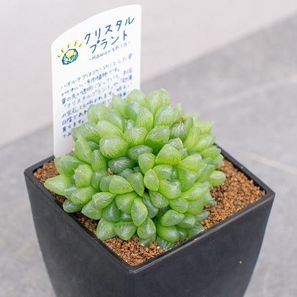 ハオルチア 光るオブツーサの通信販売 ネットショップ 観葉植物 多肉植物 塊根植物の通販 ネットショップの The Farm Universal Online Store