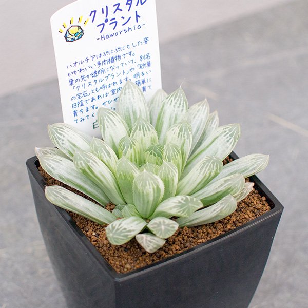 ハオルチア 白水晶の通信販売・ネットショップ｜観葉植物・多肉植物