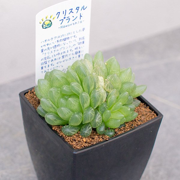 ハオルチア トランシエンスの通信販売・ネットショップ｜観葉植物・多肉植物、塊根植物の通販・ネットショップの『the Farm UNIVERSAL  ONLINE STORE』