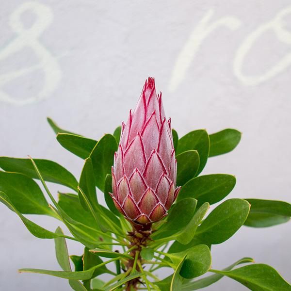 キングプロテア リトルプリンスの通信販売 ネットショップ 観葉植物 多肉植物 塊根植物の通販 ネットショップの The Farm Universal Online Store キングプロテア リトルプリンスの通信販売 ネットショップ 観葉植物 多肉植物 塊根植物の通販 ネットショップの The Farm Universal Online Store