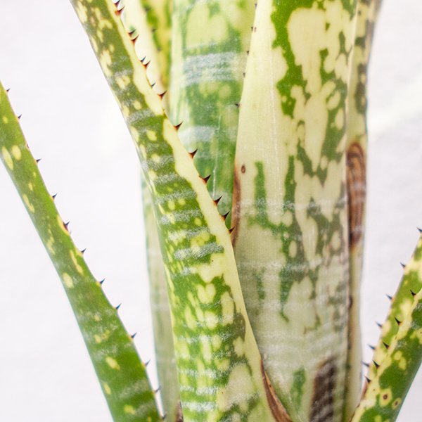 特価イラスト ビルベルギア ライムストーン ⭐︎現品 - 観葉植物