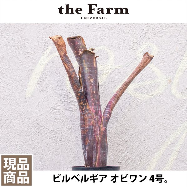 人気のビルベルギア オビワンなどのブロメリアを通信販売 - 国内最大級のガーデンセンター「the Farm  UNIVERSAL」から人気の観葉植物、希少な塊根植物、珍しい多肉植物をお届けします。