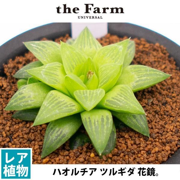 ハオルチア ツルギダ 花鏡の通信販売 ネットショップ 観葉植物 多肉植物 塊根植物の通販 ネットショップの The Farm Universal Online Store