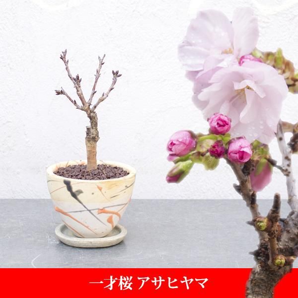 一才桜 旭山 アサヒヤマ の通信販売 ネットショップ 観葉植物 多肉植物 塊根植物の通販 ネットショップの The Farm Universal Online Store