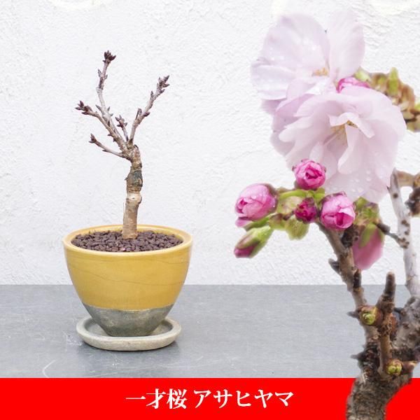 一才桜 旭山 アサヒヤマ の通信販売 ネットショップ 観葉植物 多肉植物 塊根植物の通販 ネットショップの The Farm Universal Online Store