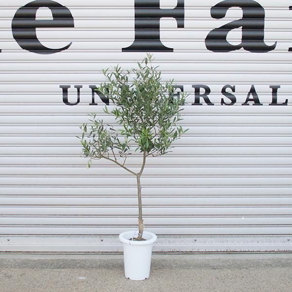 創樹のオリーブの通信販売 ネットショップ 観葉植物 多肉植物 塊根植物の通販 ネットショップの The Farm Universal Online Store 創樹のオリーブの通信販売 ネットショップ 観葉植物 多肉植物 塊根植物の通販 ネットショップの The Farm Universal Online Store