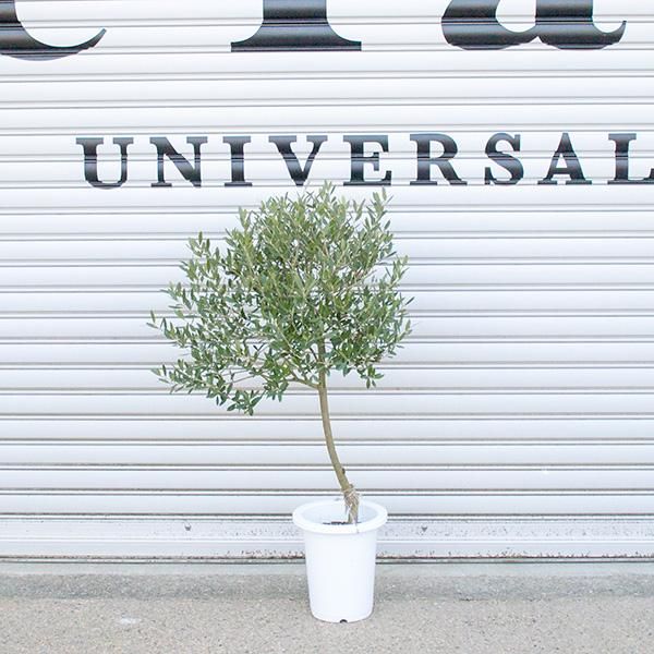 創樹のオリーブの通信販売 ネットショップ 観葉植物 多肉植物 塊根植物の通販 ネットショップの The Farm Universal Online Store 創樹のオリーブの通信販売 ネットショップ 観葉植物 多肉植物 塊根植物の通販 ネットショップの The Farm Universal Online Store