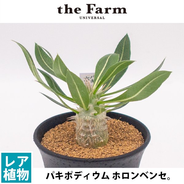 パキポディウム・ホロンベンセ 9cm鉢 □カクタス長田 - 観葉植物