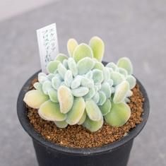 セダム スアベオレンスの通信販売 ネットショップ 観葉植物 多肉植物 塊根植物の通販 ネットショップの The Farm Universal Online Store セダム スアベオレンスの通信販売 ネットショップ 観葉植物 多肉植物 塊根植物の通販 ネットショップの The Farm Universal Online Store