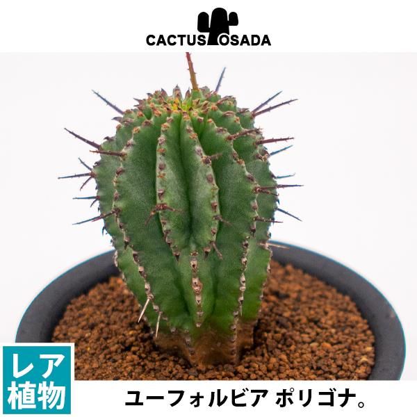 ユーフォルビア ポリゴナの通信販売 ネットショップ 観葉植物 多肉植物 塊根植物の通販 ネットショップの The Farm Universal Online Store